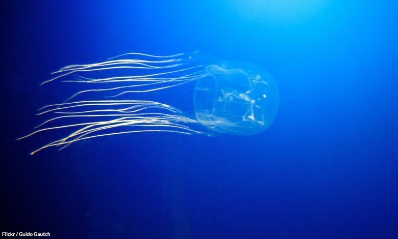 A translucent box jellyfish with long tentacles swims in deep blue water.