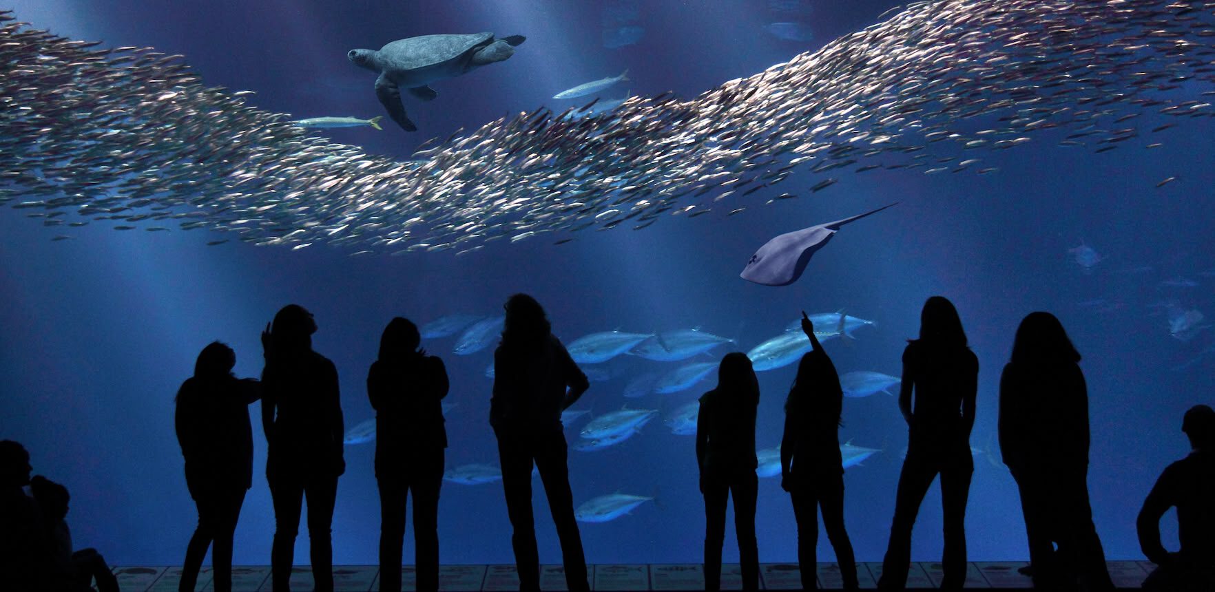 monterey_aquarium3_montereybayaquarium_seemonterey.com monterey_aquarium3_montereybayaquarium_seemonterey.com