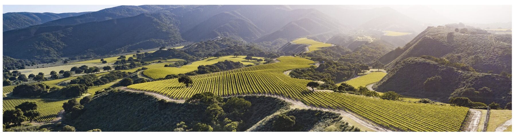Aerial view of lush, green vineyards on rolling hills with mountains in the background under sunlight.
