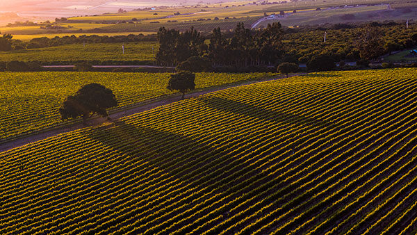 Aerial view of a vineyard with rows of grapevines and trees casting long shadows at sunset.