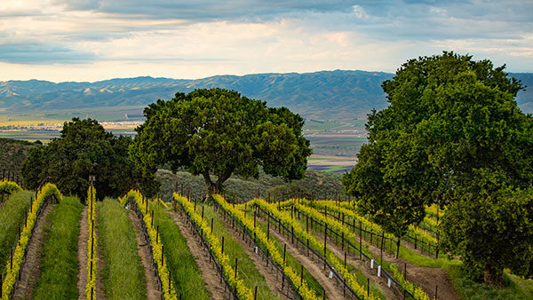 Rows of grapevines in a vineyard with large trees and distant mountains under a cloudy sky.