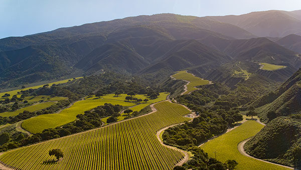 Aerial view of green vineyards with winding roads and rolling hills in the background under sunlight.